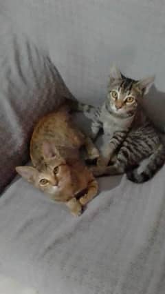 Pair of kittens free 0