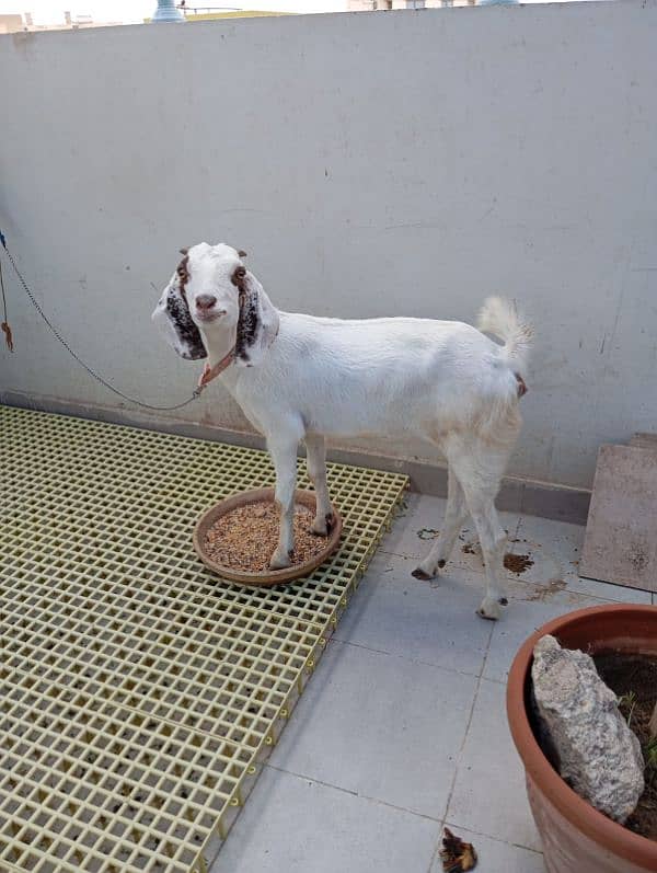 6 months female goat 0