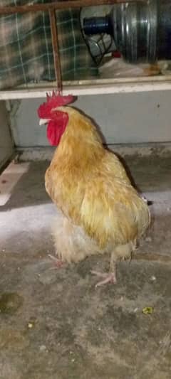 Golden buff murga urgent sale