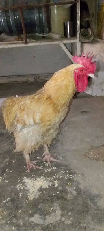 Golden buff murga urgent sale 1