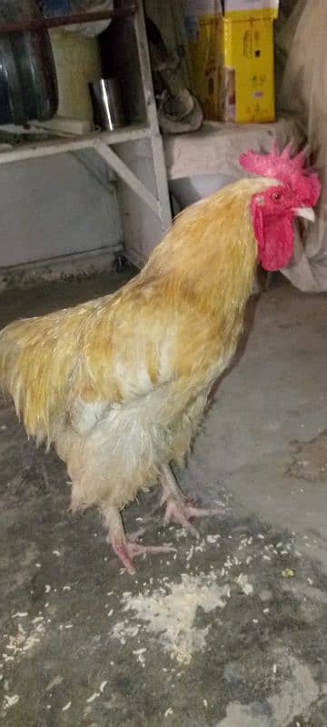 Golden buff murga urgent sale 2