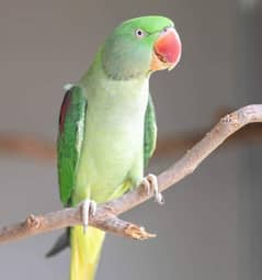 Pahari Vip Female Parrot Breeding Alexandrine