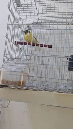 canary singing bird