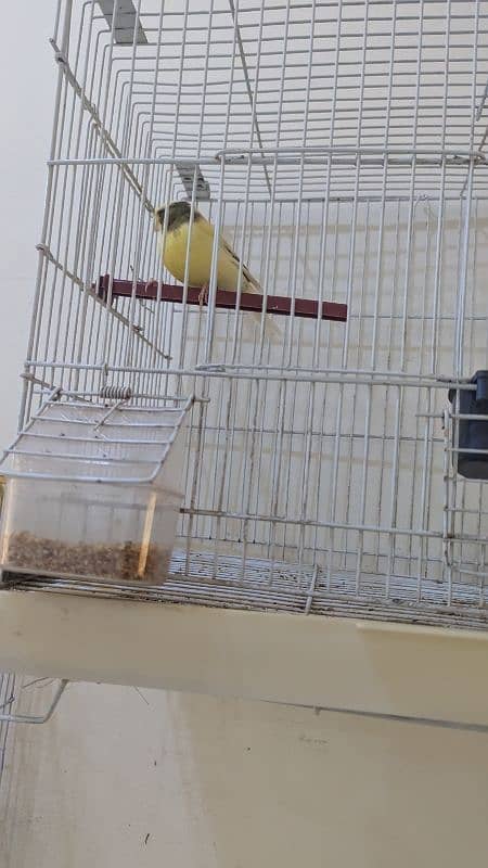 canary singing bird 0