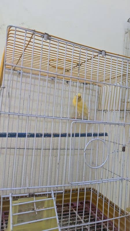 canary singing bird 1