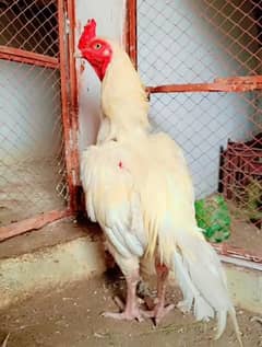 Heera Breeder 03145422523