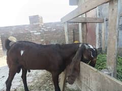 bital Goat | nagra beetal pair |بکرے |  desi Bakra | goat for sale