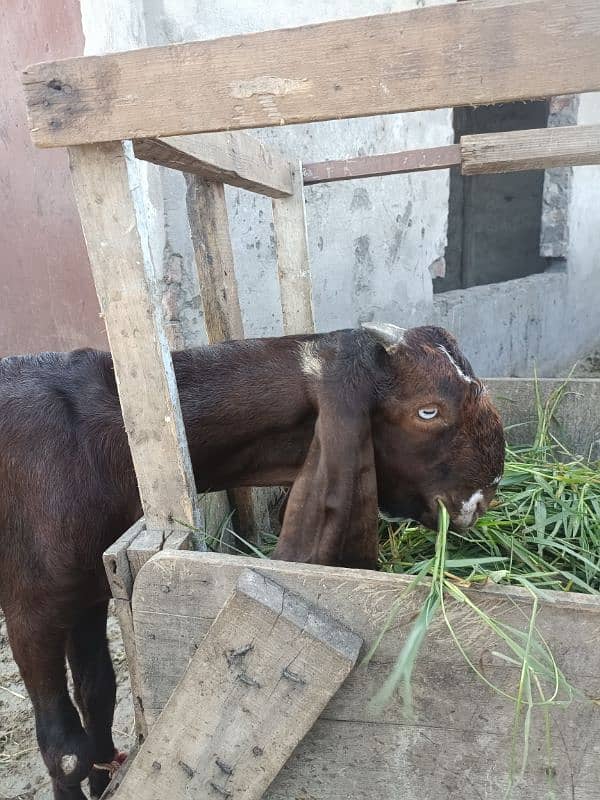 bital Goat | nagra beetal pair |بکرے |  desi Bakra | goat for sale 3