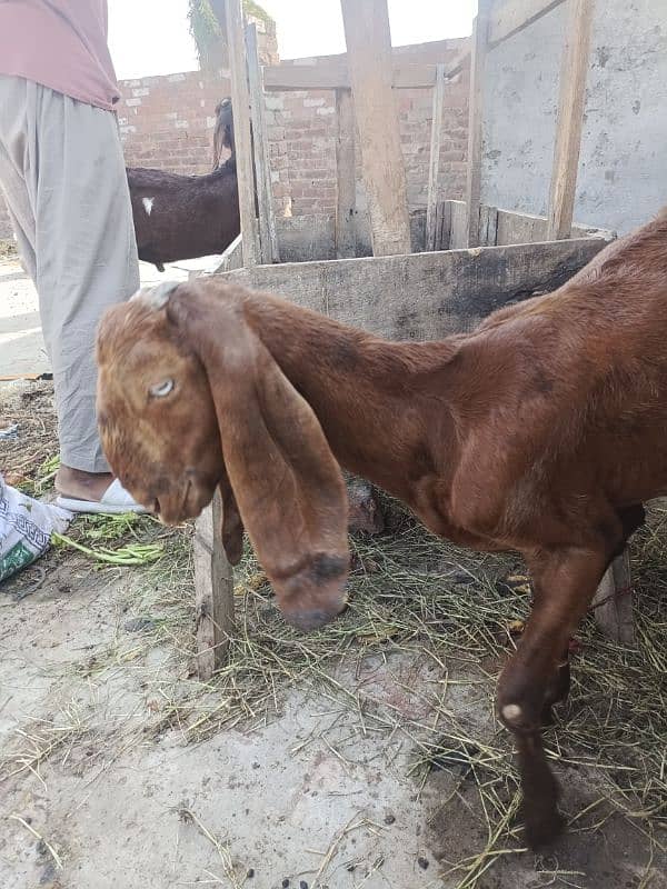 bital Goat | nagra beetal pair |بکرے |  desi Bakra | goat for sale 8