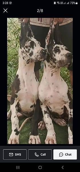 cancarso breeder pair available and great dane pups akita  available 1