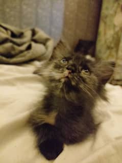 Black kitten brown eyes female Persian 0