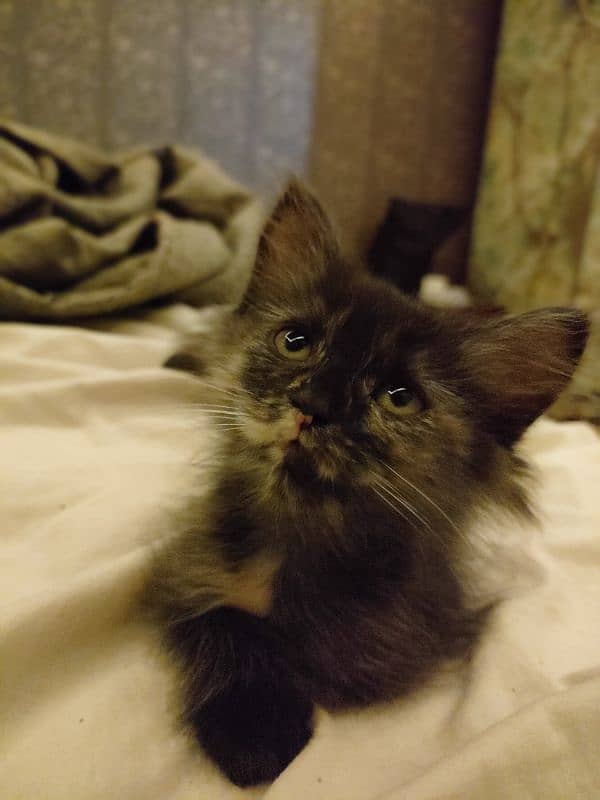 Black kitten brown eyes female Persian 1