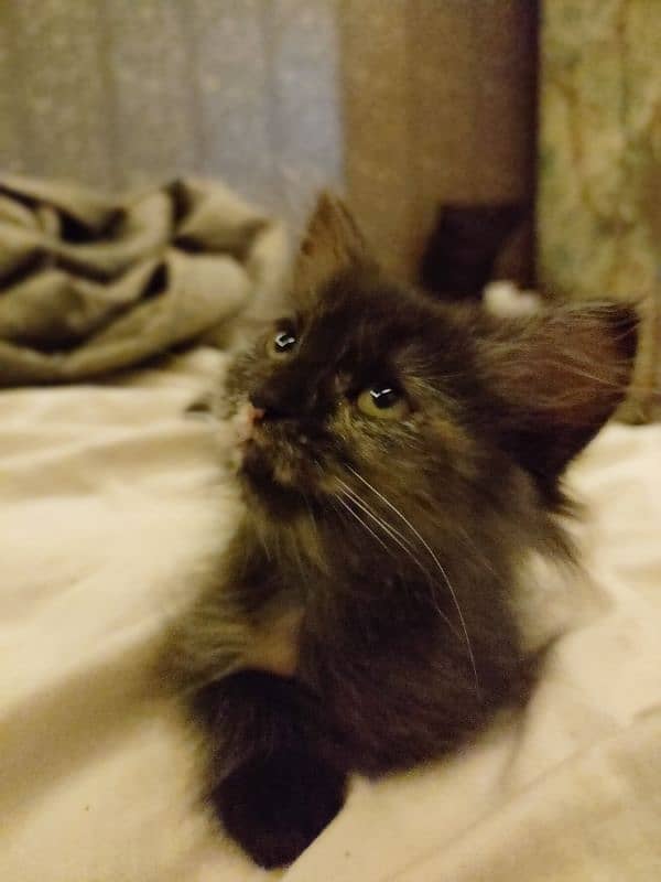 Black kitten brown eyes female Persian 2