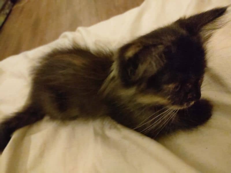 Black kitten brown eyes female Persian 3