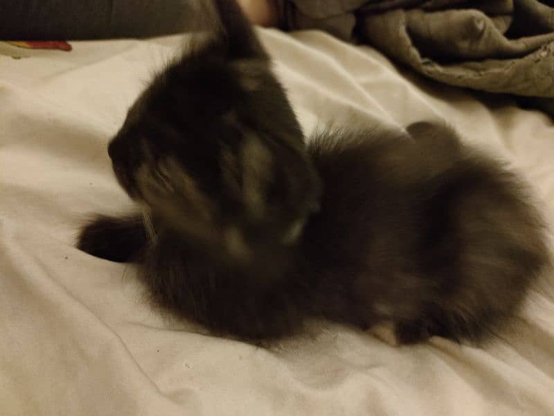 Black kitten brown eyes female Persian 4