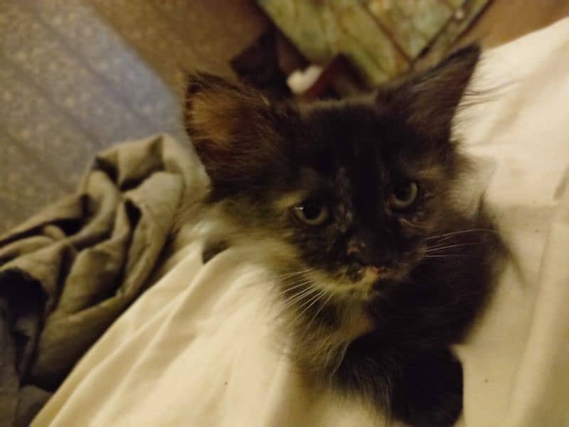 Black kitten brown eyes female Persian 5