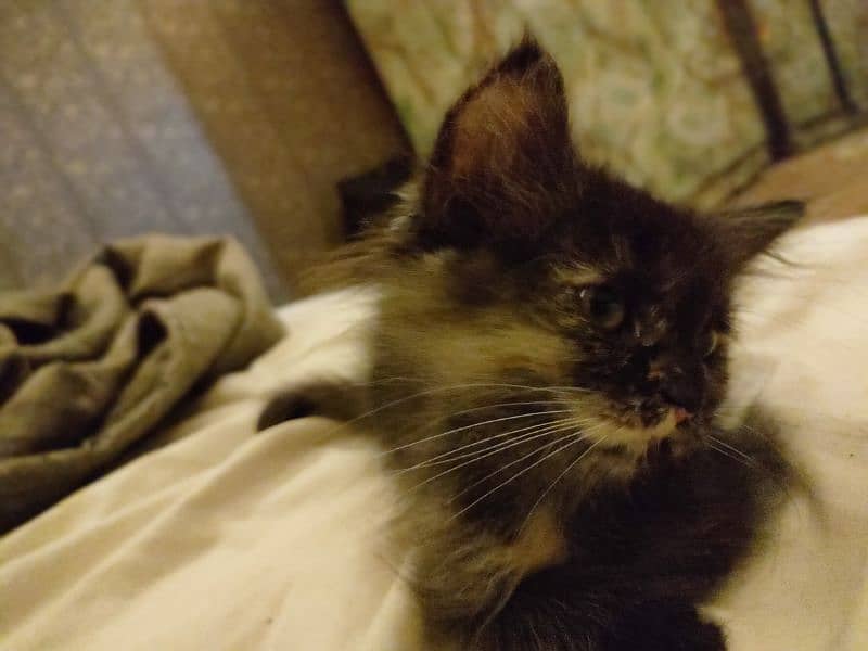 Black kitten brown eyes female Persian 6