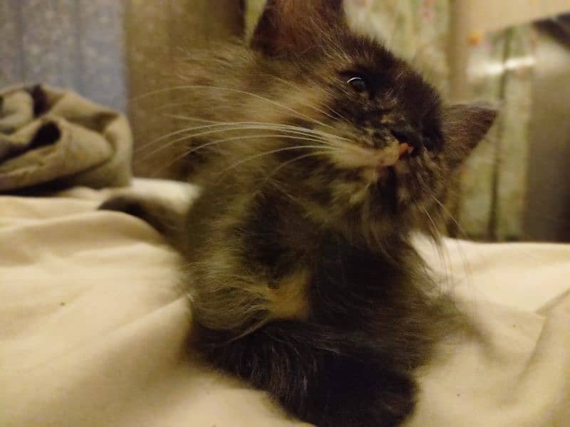 Black kitten brown eyes female Persian 7