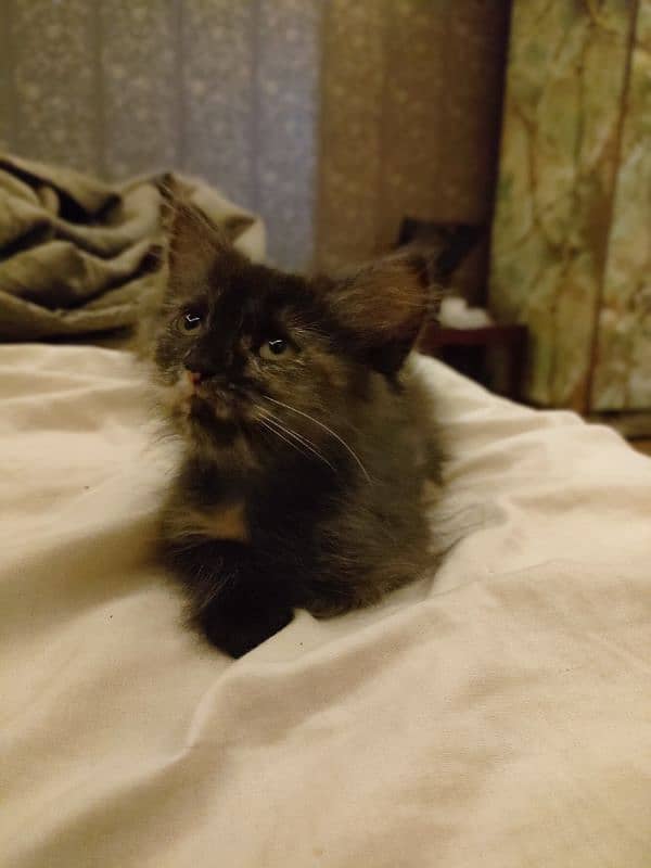 Black kitten brown eyes female Persian 8