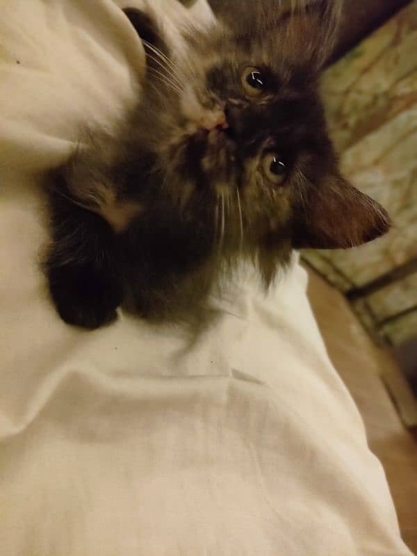 Black kitten brown eyes female Persian 9