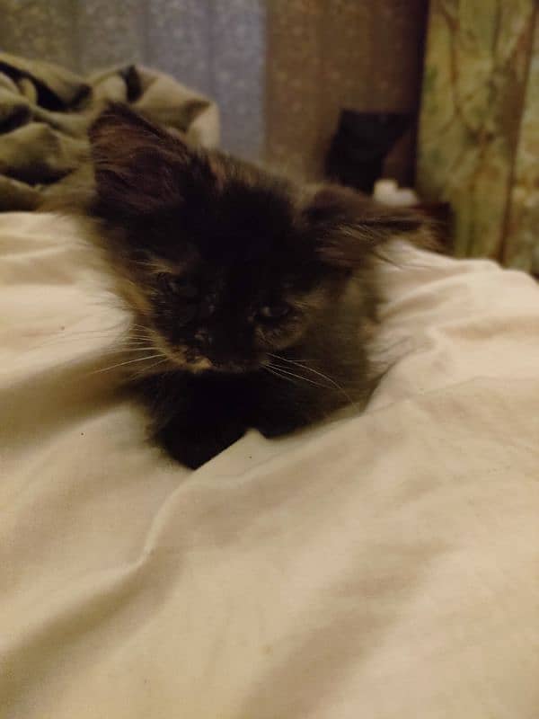 Black kitten brown eyes female Persian 10