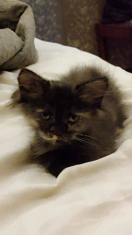 Black kitten brown eyes female Persian 11