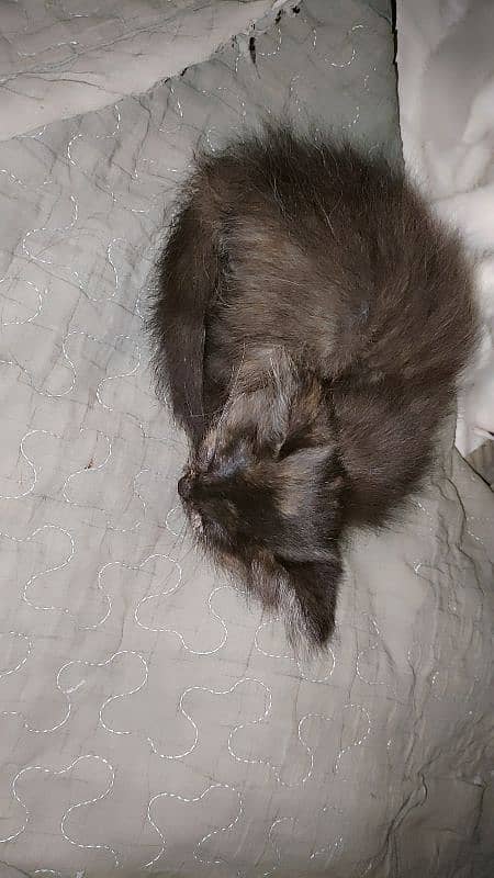 Black kitten brown eyes female Persian 12