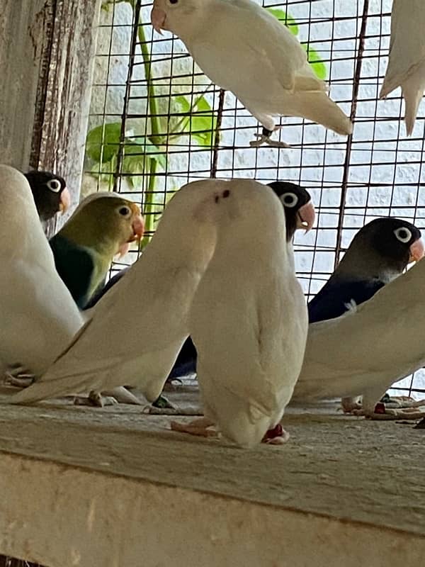 Lovebirds , Albino/red eyes, Blue voilet, Black mouve 0