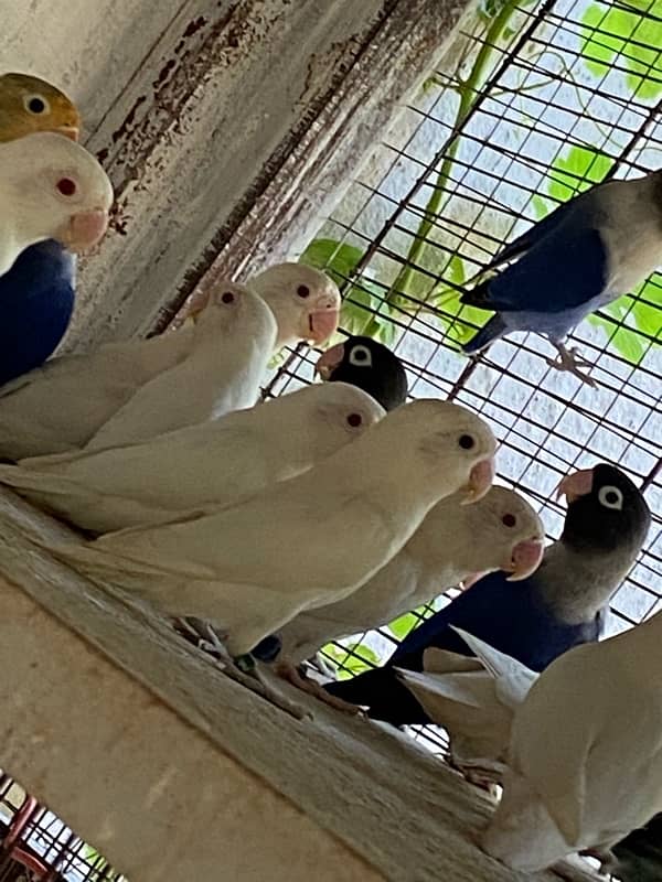 Lovebirds , Albino/red eyes, Blue voilet, Black mouve 1