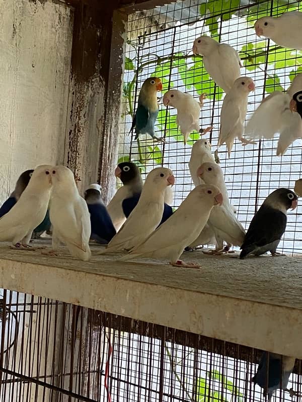 Lovebirds , Albino/red eyes, Blue voilet, Black mouve 2