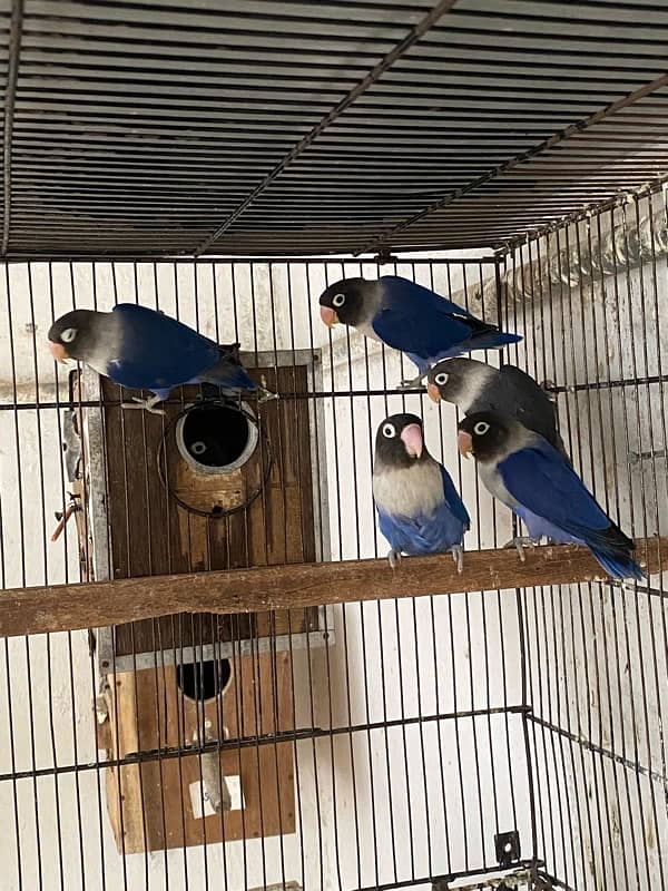 Lovebirds , Albino/red eyes, Blue voilet, Black mouve 3