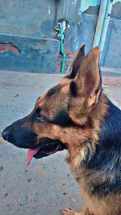 german shepherd