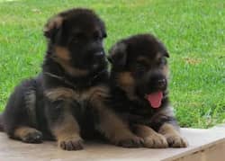 german shepherd / German shepherd puppies  / puppy / GSD pup