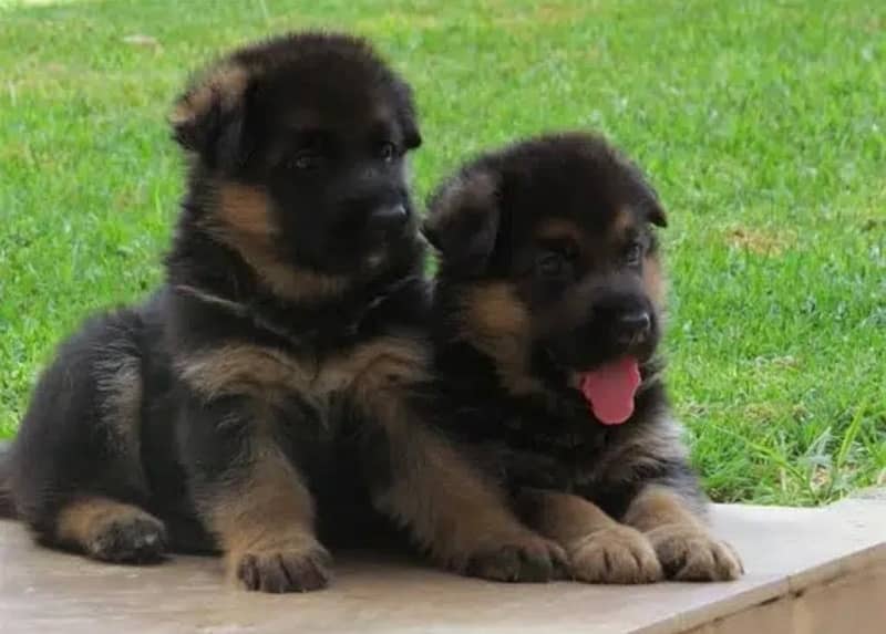 german shepherd / German shepherd puppies  / puppy / GSD pup 0