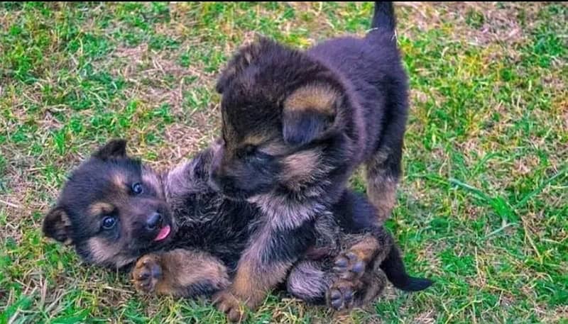 german shepherd / German shepherd puppies  / puppy / GSD pup 2