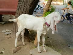 Pure Rajanpuri bakra