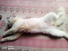 Ghar ki cat hai full white for sale fancy hai 3 month ki hai