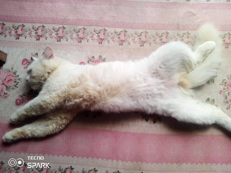 Ghar ki cat hai full white for sale fancy hai 3 month ki hai 0