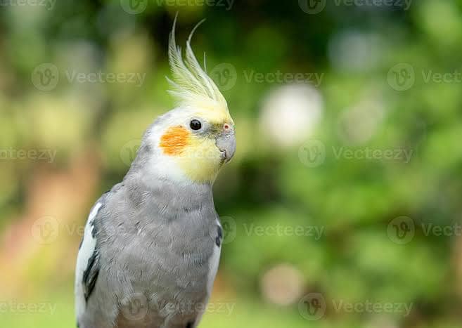 Cocktail birds 0