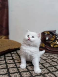 Blue eye female or male cat for sale Whatsapp 03116468946