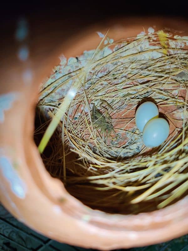 1 pair 5 chicks with cage 1