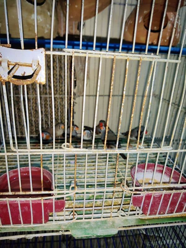 1 pair 5 chicks with cage 4