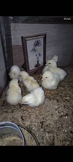 Light Sussex Heritage Chicks