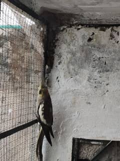 Breeder  cockatiel female for sale