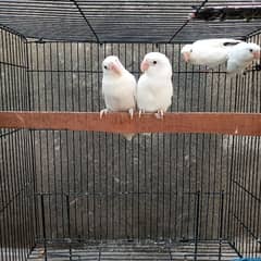 4 Albino Split red eyes with cage