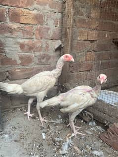 heera aseel top quality chicks