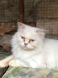 Persian female breeder cat (male kitten 2 month) for sale