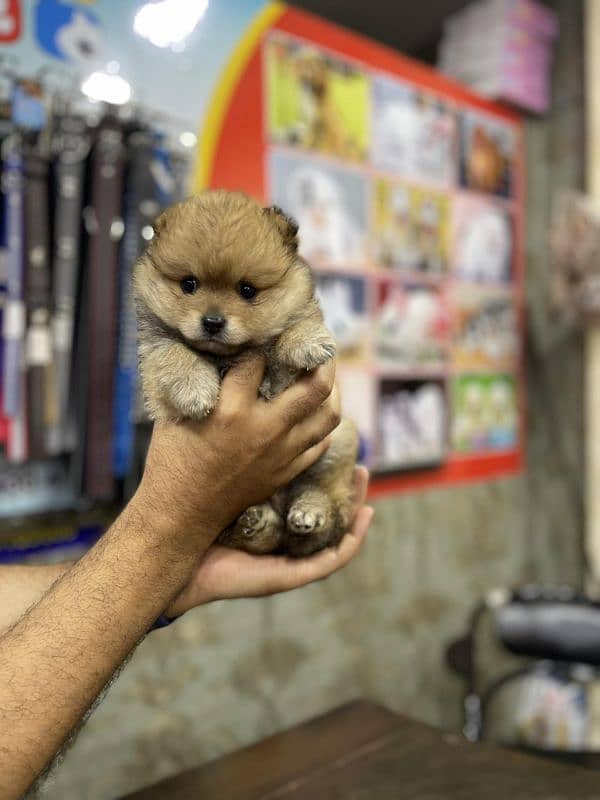 Pomeranian female puppies 2