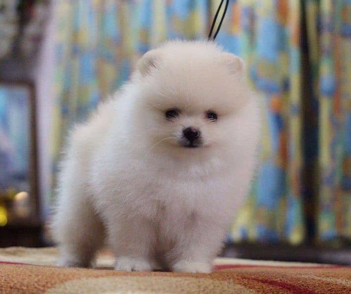 Pomeranian female puppies 3