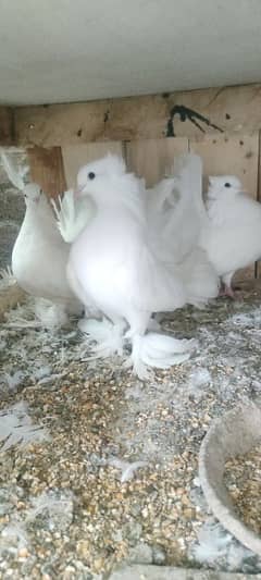 Mashallah healthy and active pigeons for sale